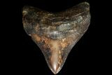 Posterior, Fossil Megalodon Tooth - Georgia #90054-1